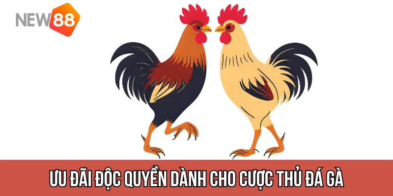 Ưu đãi độc quyền cho cược thủ đá gà New88