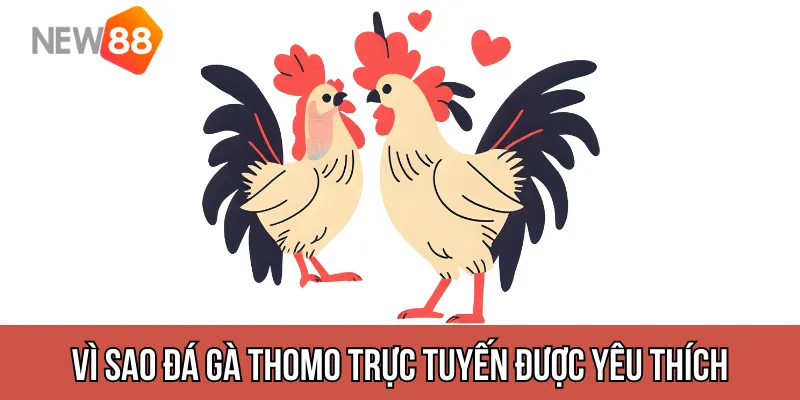 Đá gà Thomo trực tuyến được yêu thích hơn đá gà truyền thống?